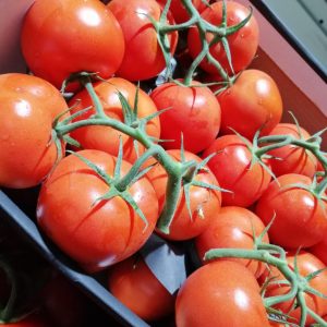 11 tomate rama (Grande)